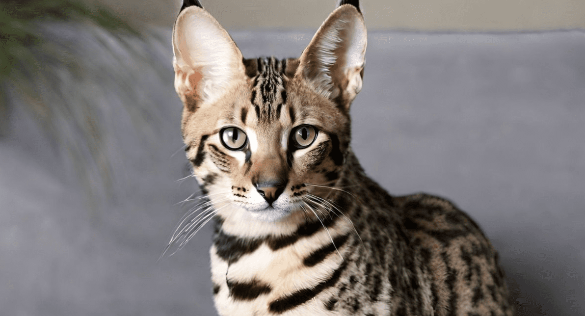 How Much Does a Savannah Cat Cost?